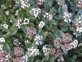 Lairustinus - or viburnum tinus French White Flowers and foliage