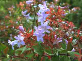 Abelia schumanii