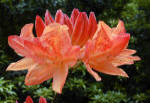 Aza;lea mollis with salmon orange flowers