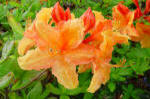 Azalea Ghent Hybrid