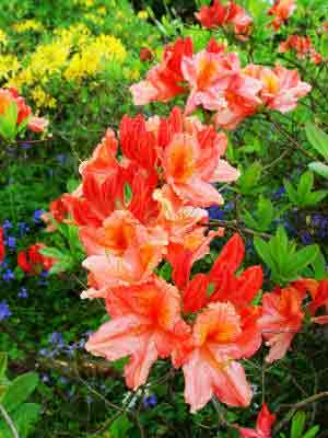 Deciduous azalea with masses of salmon pink flowers