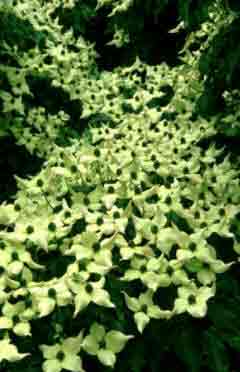 Flowering Dogwood - Cornus kousa