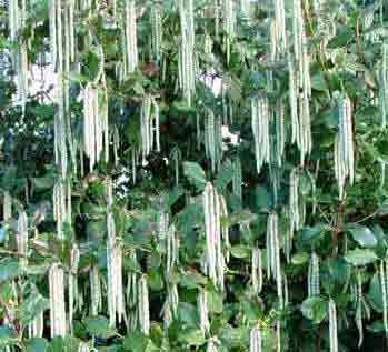 Garrya eliptica - Silk Tassel Bush