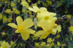 Jasminum nudiflorum - Winter flowering