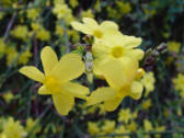 Winter Jasmine hedge