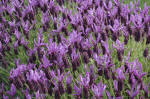 Lavandula stoechus - French Lavender