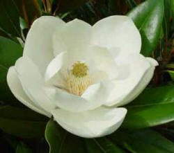 Mgnolia grandiflora