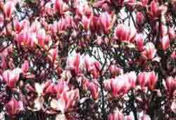 Magnolia Randy