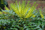 Mahonia x Charity