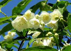 Philadelphus delavayi - Mock Orange