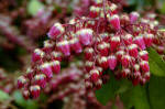 Pieris japonica Flamingo