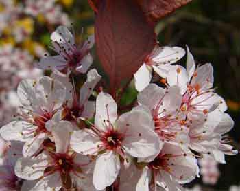 Prunus x cistena - growing as a shrub