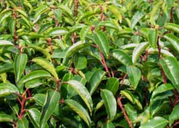 Prunus lusitanica - The Portuguese Laurel