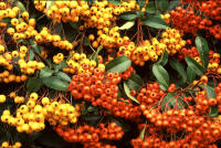 Mixed colours Pyracanthas - gold and orange berries