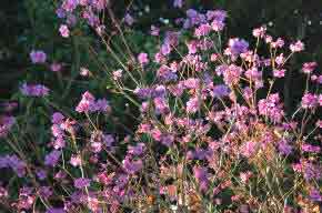 Rhododendron dauricum - winter flowering