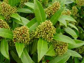 Skimmia Kew Green