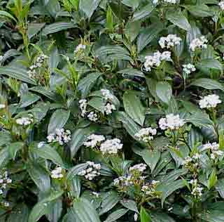 Viburnum davidii - foliage and fowers