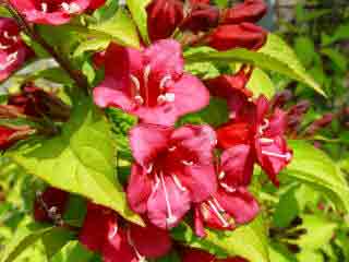 Weigela 'Looysmanii Aurea' - Golden foliage with deep pink flowers 