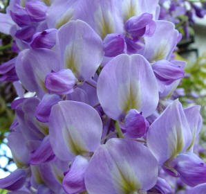 Wisteria sinensis