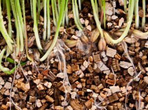 Closeup view of vermiculite and plant roots