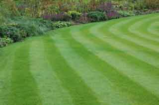 Well cared-for lawn showing the desirable striped effect