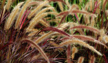 Pennistetum setaceum Rubrum - Ohnamental Grass