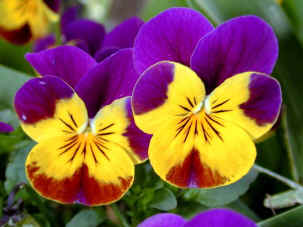 Violas will flower in the winter - especially winter flowering types of pansy