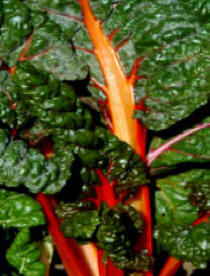 Colourful Swiss Chard is not out of place in flower bed or border