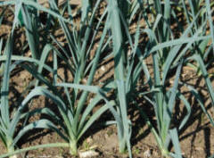 Leeks to be rotated on the vegetable plot