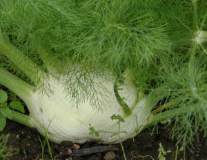 Fennel