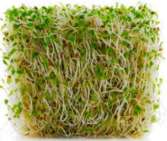 Sprouted Alfalfa