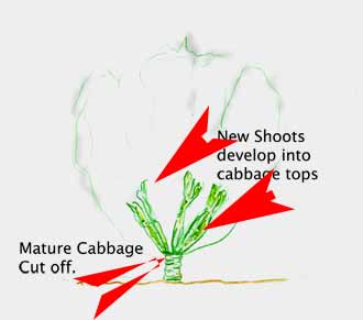 Diagram of new cabbage tops sprouting out