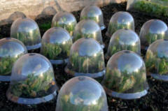 Bell Cloches are good for some vegetables