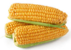 Perfect sweet corn cobs