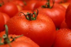 Well ripened tomatoes