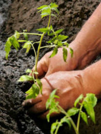 Tomatoes being planted out doors