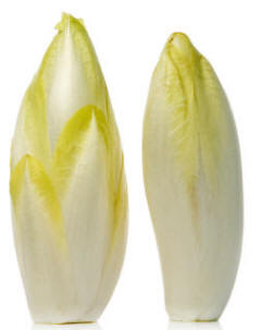 Witloof Chicory buds