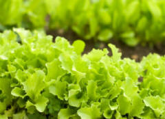 Crowded lettuce seedlings