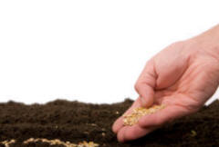 Sowing vegetable seeds in bed