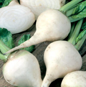 Albino Beetroot