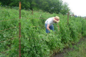 Mangetout peast harvesting