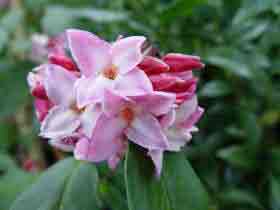 Daphne bholua - Flowering evergreen shub